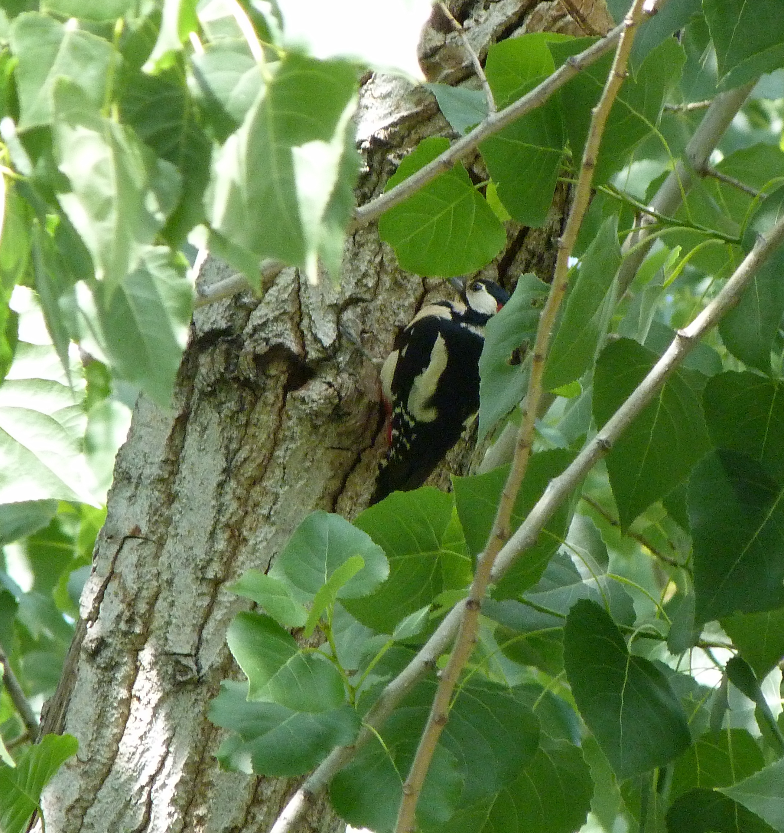Pico picapinos junto a su nido en la Ribera del Manzanares