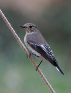 Ficedula_hypoleuca_female