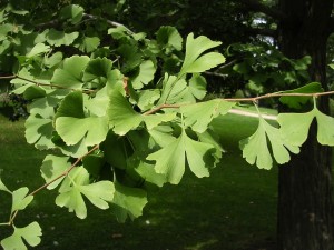 Hojas de Ginkgo