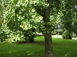  Ginkgo en el Parque del Oeste??