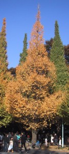  Ginkgo en un parque de Tokio. Tomado de wikipedia?