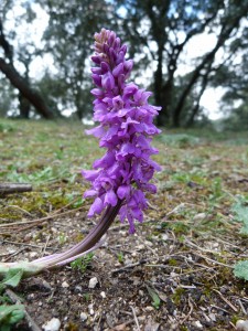 Pie de Orchis mascula en la Casa de Campo