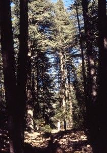 Cedro del Atlas