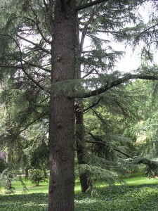 Cedro del Atlas en el Parque del Oeste?