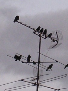 Grajillas en una antena de Comandante Fortea