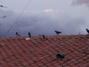 Urracas y grajillas tomando posiciones