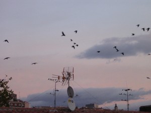 Grajillas volando al atardecer